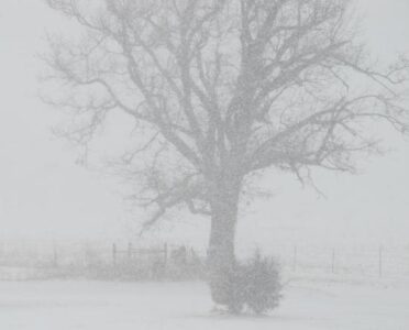 On the Farm:  Preparing for the Blizzard Image